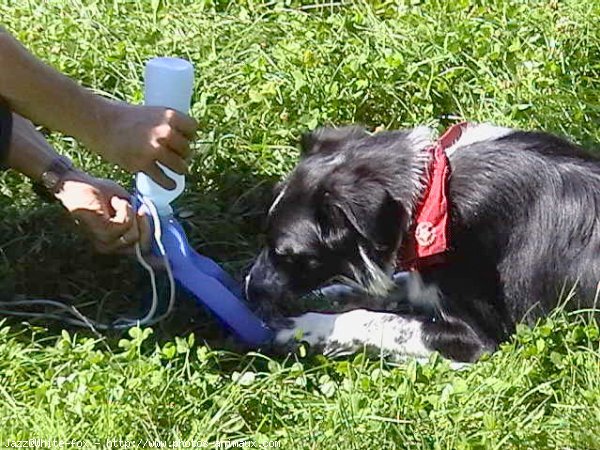 Photo de Border collie