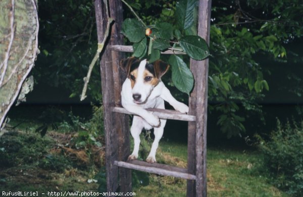 Photo de Jack russell terrier