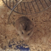 Photo de Hamster