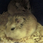 Photo de Hamster