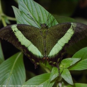 Photo de Papillon