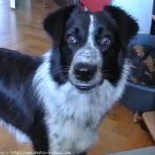 Photo de Border collie