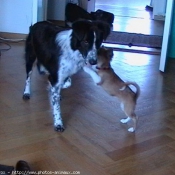 Photo de Border collie