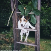 Photo de Jack russell terrier