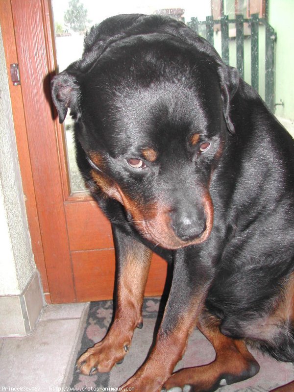 Photo de Rottweiler