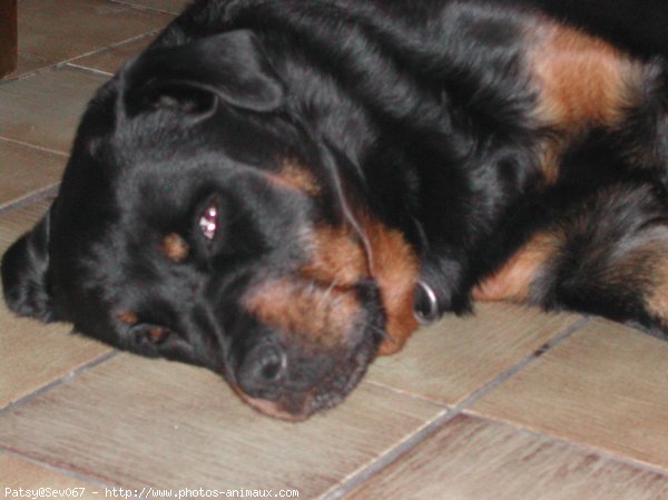 Photo de Rottweiler