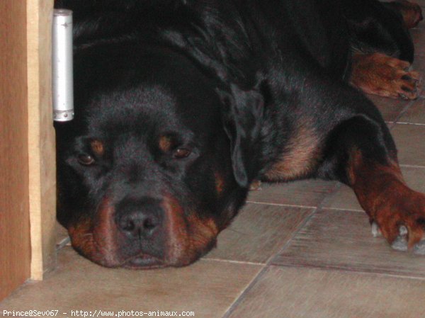 Photo de Rottweiler