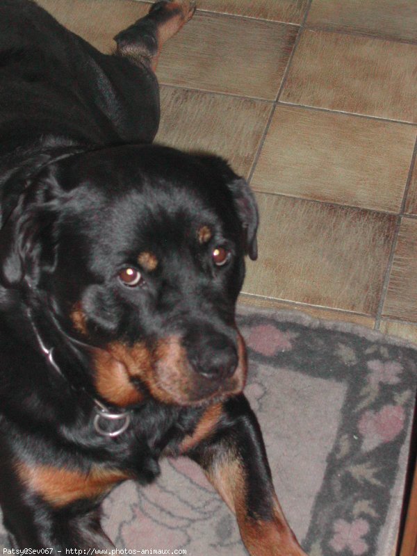 Photo de Rottweiler