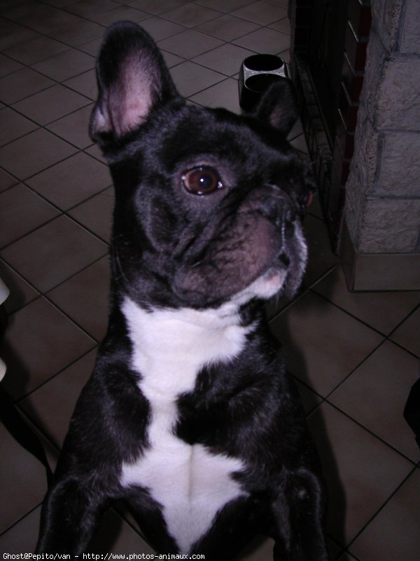 Photo de Bouledogue franais