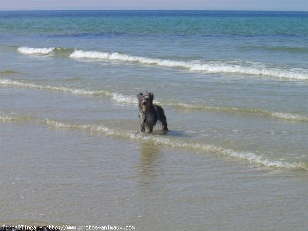 Photo de Chien de berger des pyrenes  poil long