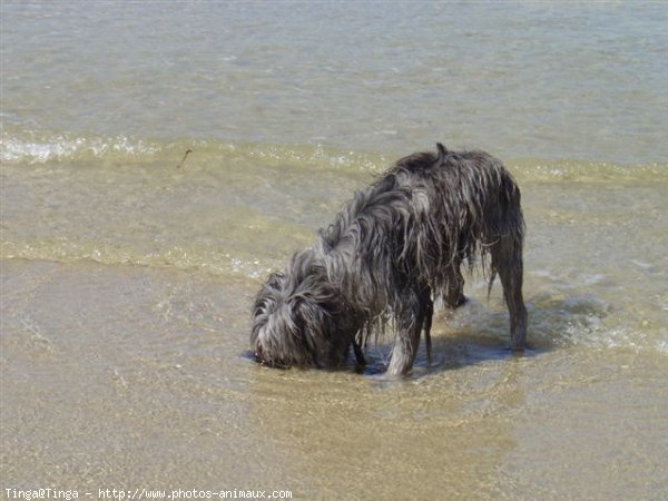 Photo de Chien de berger des pyrenes  poil long