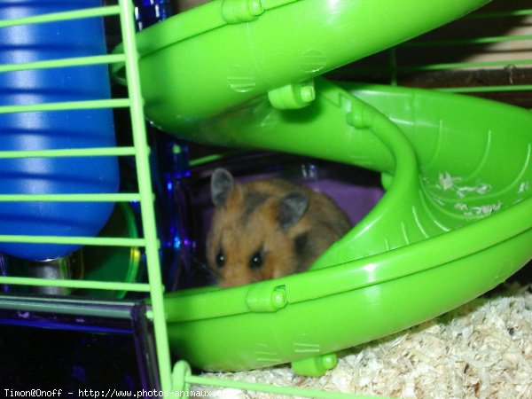 Photo de Hamster