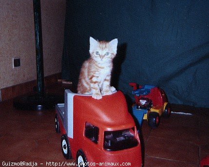 Photo de Chat domestique