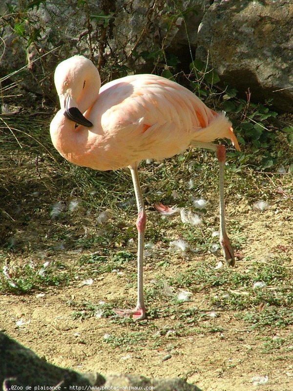 Photo de Flamand rose