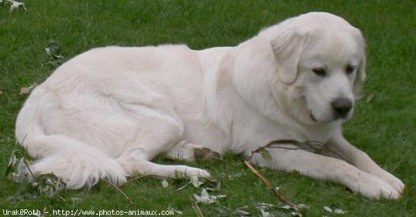 Photo de Chien de berger des tatras