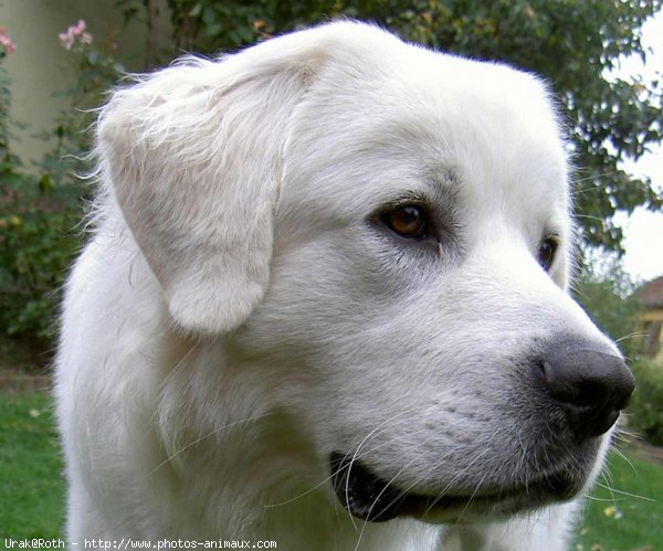 Photo de Chien de berger des tatras