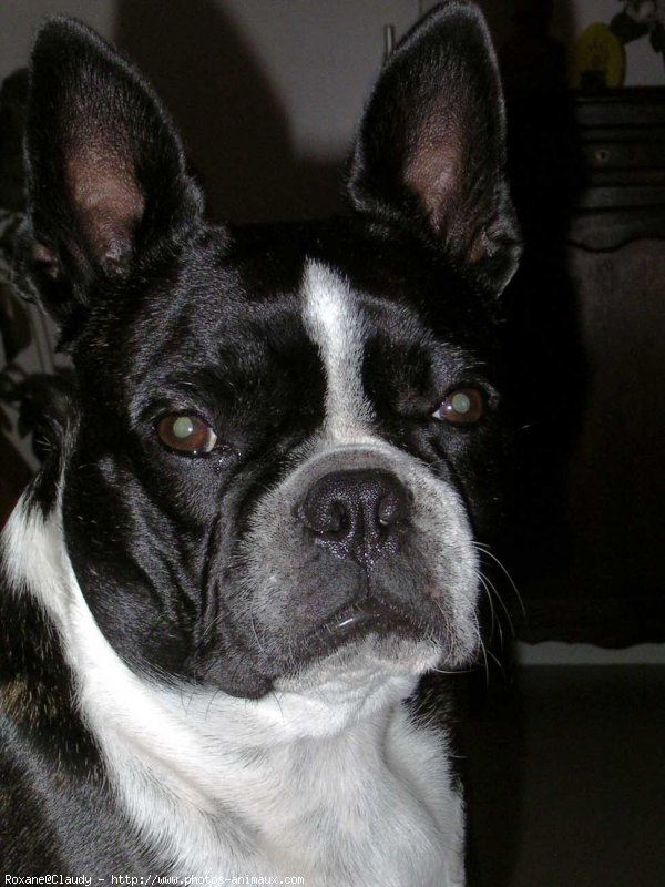 Photo de Boston terrier