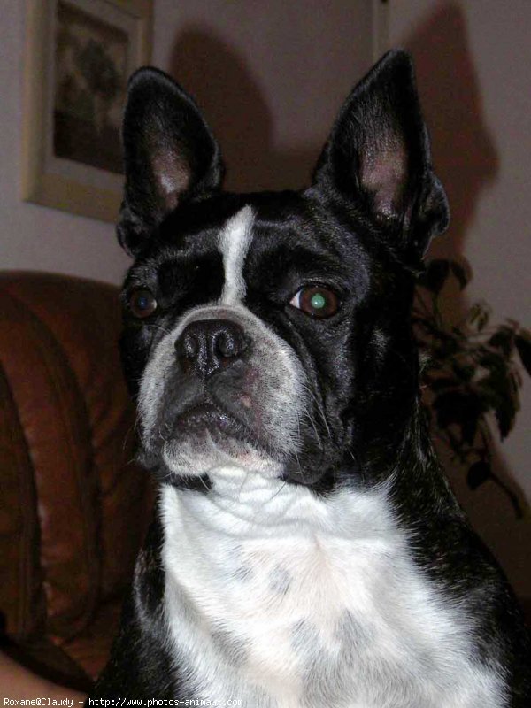 Photo de Boston terrier