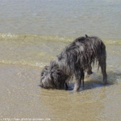 Photo de Chien de berger des pyrenes  poil long