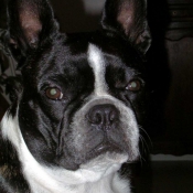 Photo de Boston terrier