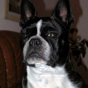 Photo de Boston terrier