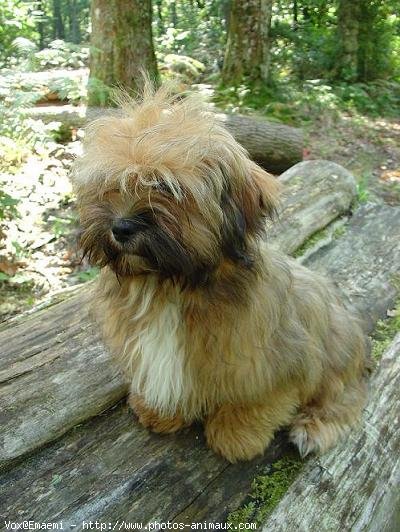 Photo de Lhassa apso