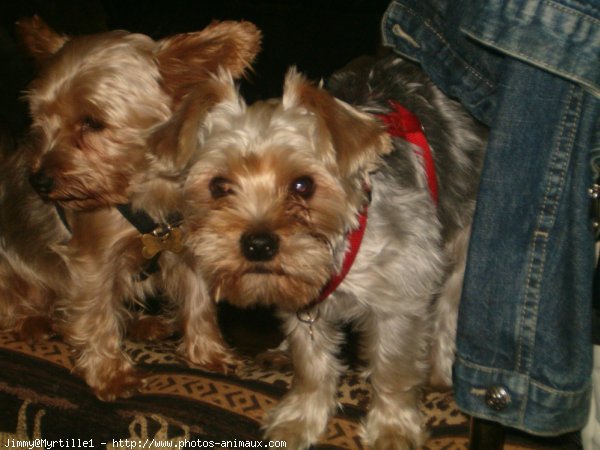 Photo de Yorkshire terrier