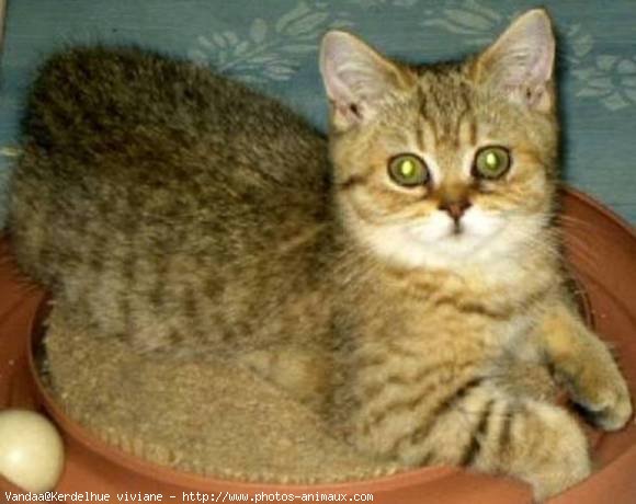 Photo de British shorthair