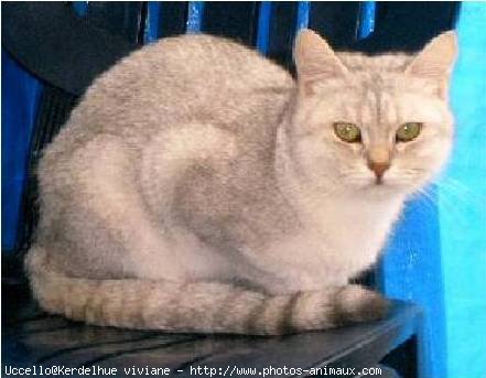 Photo de British shorthair