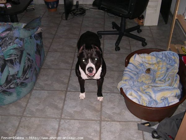 Photo d'American staffordshire terrier