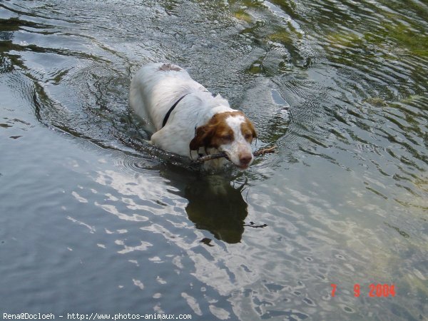 Photo d'Epagneul breton