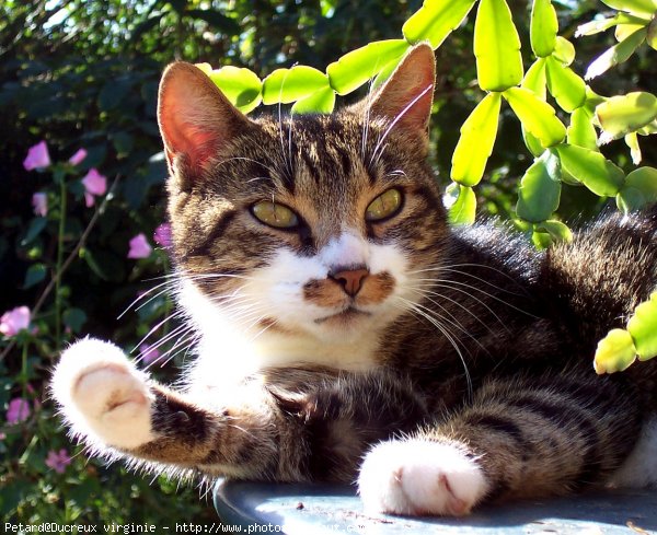 Photo de Chat domestique