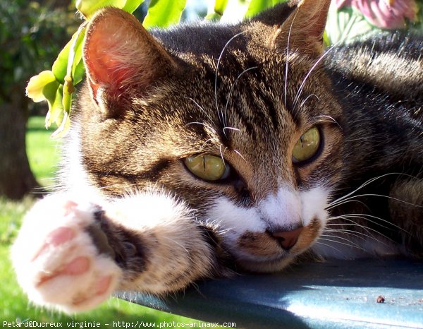 Photo de Chat domestique