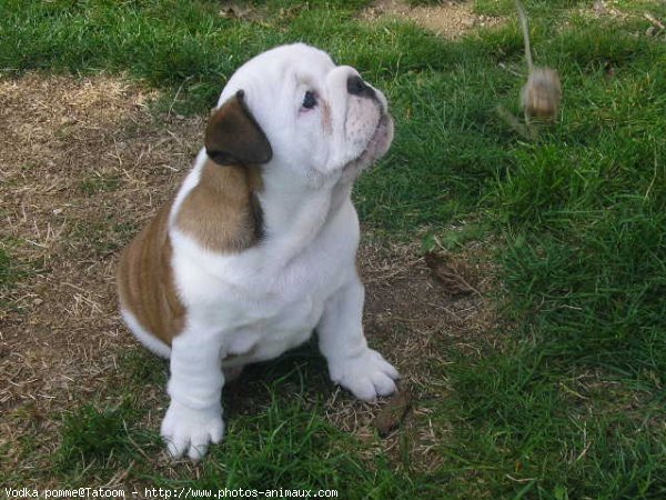 Photo de Bulldog