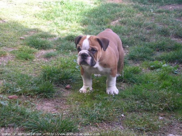 Photo de Bulldog