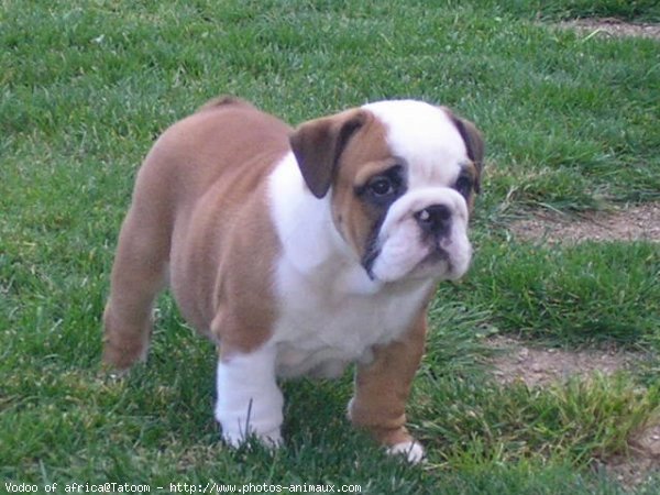 Photo de Bulldog