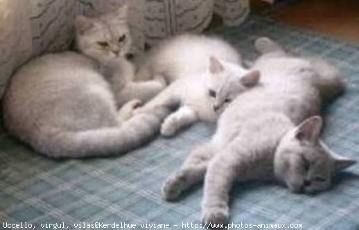 Photo de British shorthair