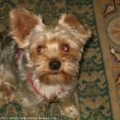 Photo de Yorkshire terrier