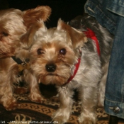 Photo de Yorkshire terrier