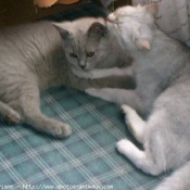 Photo de British shorthair