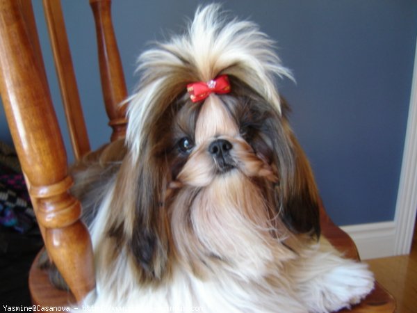 Photo de Shih tzu