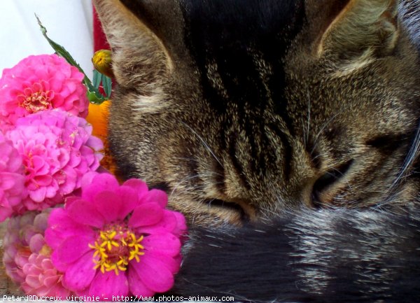 Photo de Chat domestique