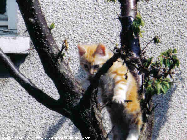 Photo de Chat domestique