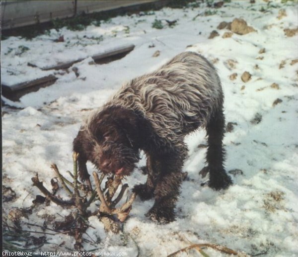 Photo de Griffon d'arret  poil dur korthals