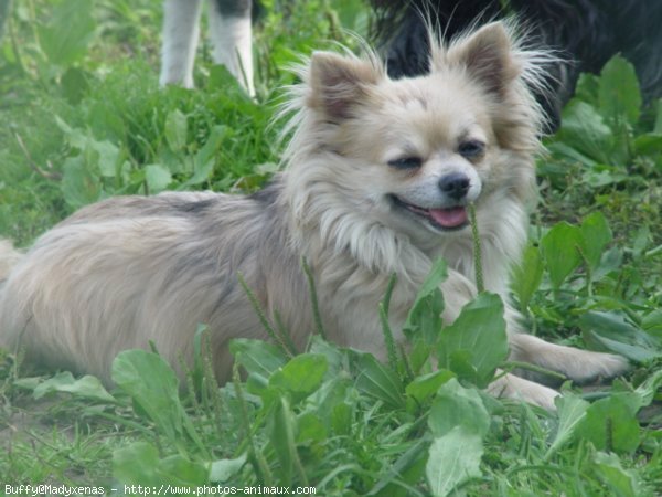 Photo de Chihuahua  poil court