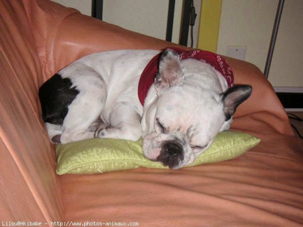 Photo de Bouledogue franais