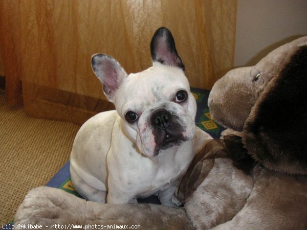 Photo de Bouledogue franais