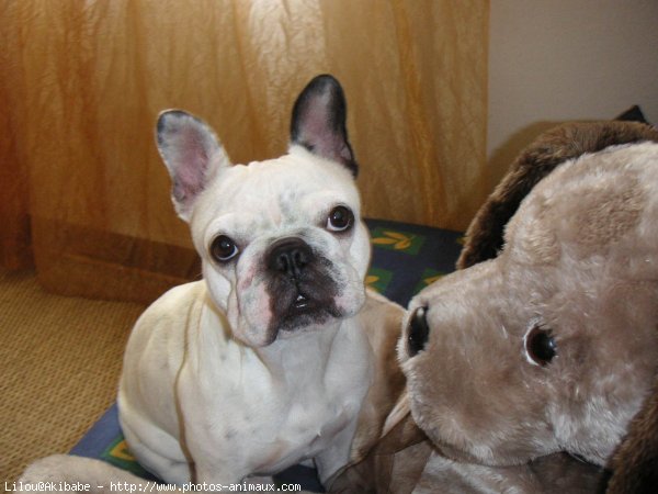 Photo de Bouledogue franais