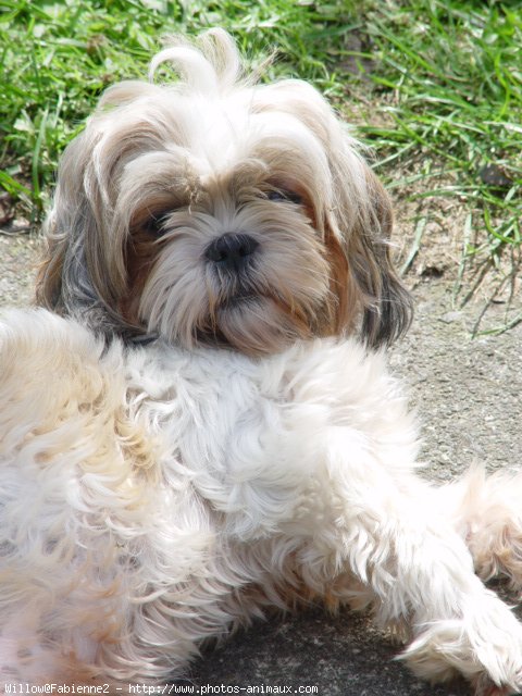 Photo de Shih tzu