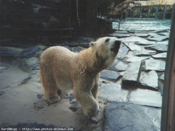 Photo d'Ours